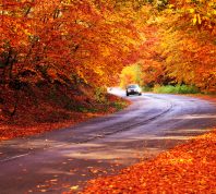 汽车在路上被秋天树叶包围